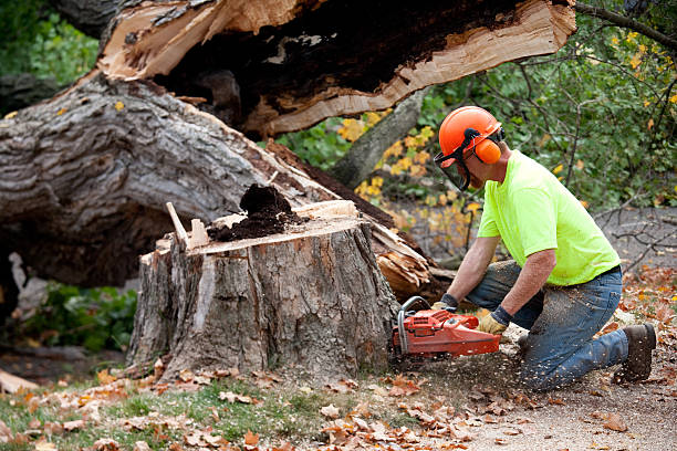 Residential Tree Removal in Estill, SC